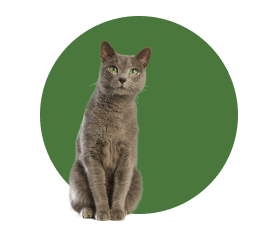Gato